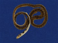 藏品(斯文豪氏游蛇)的圖片